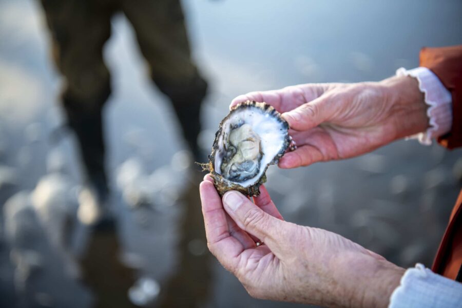 Oplev og smag lækre danske østers på østerssafari med Vadehavets Oplevelser